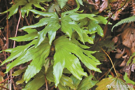 深圳晚報 ：第10種以深圳冠名植物新種發佈  ，深圳雙扇蕨在東部山地被發現